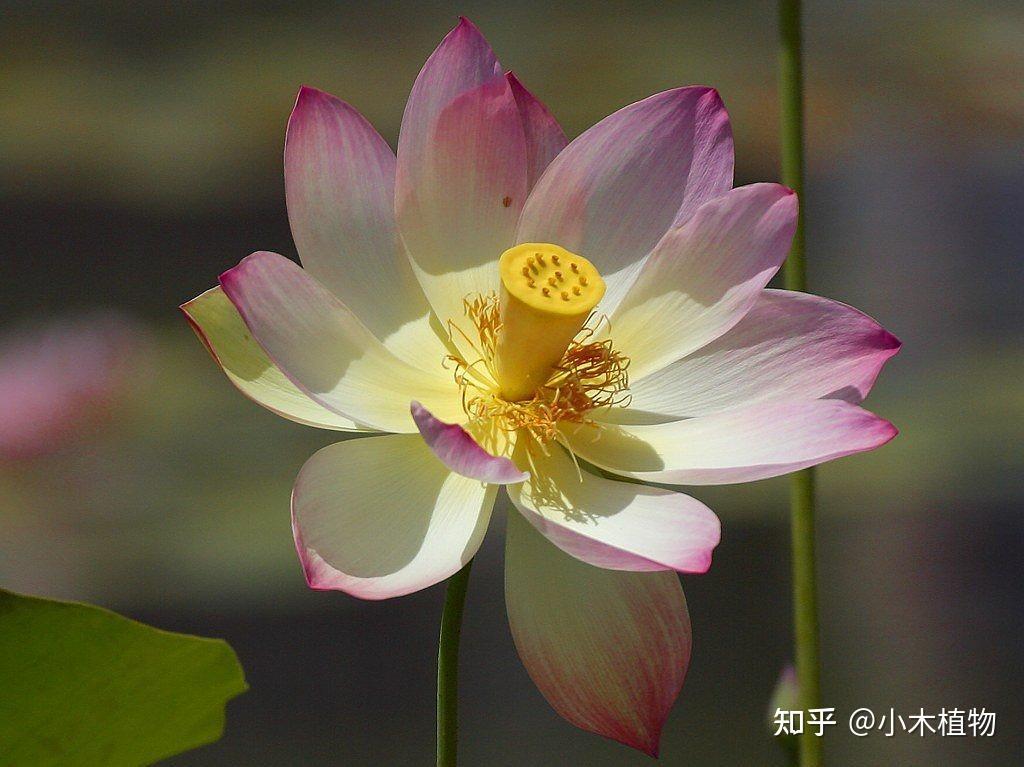 中国十大传统名花：传承千年的美丽与象征 - 知乎