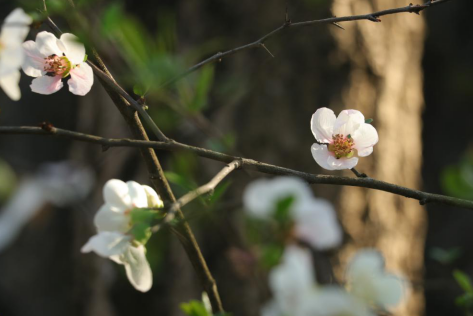 春季赏花攻略 知乎
