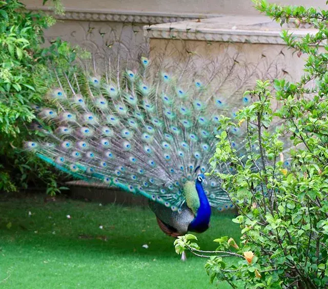 真正的宫殿酒店@乌代普尔去年年底,印度首富天价请来了碧昂丝,为女儿