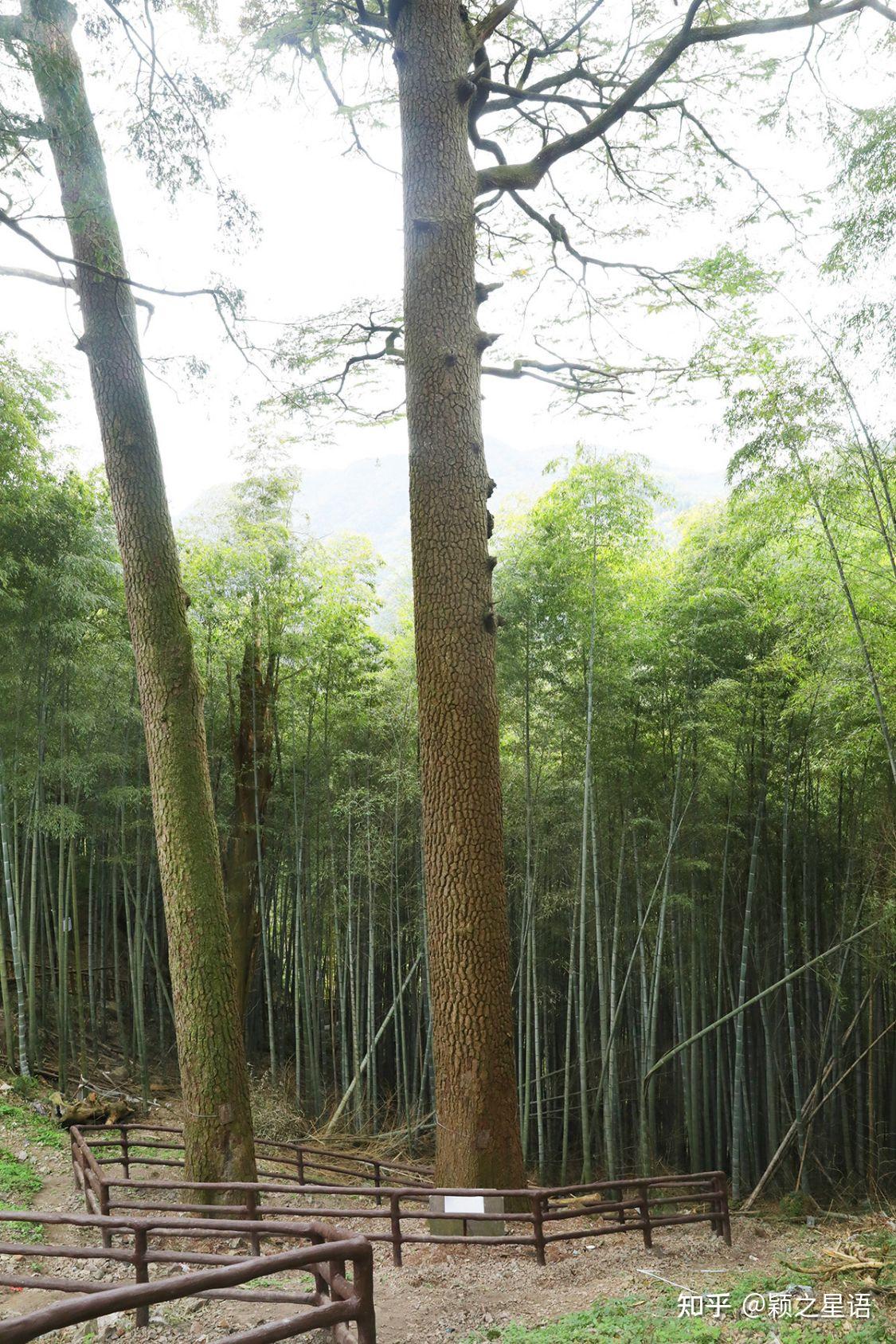 见过树王吗宁波市的七种树王沧桑岁月无限事