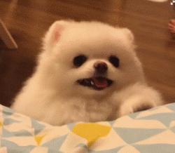 动图封面