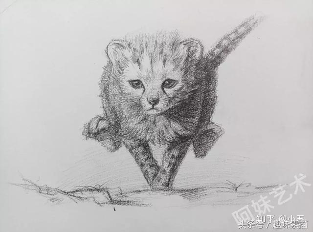 素描猎豹铅笔画图片