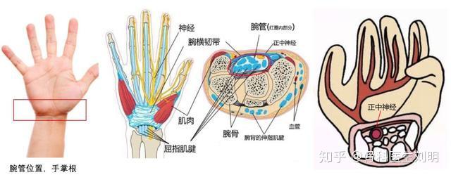 腕管位于掌根部,是由排列成凹状的腕骨和上方的腕横韧带组成的骨纤维