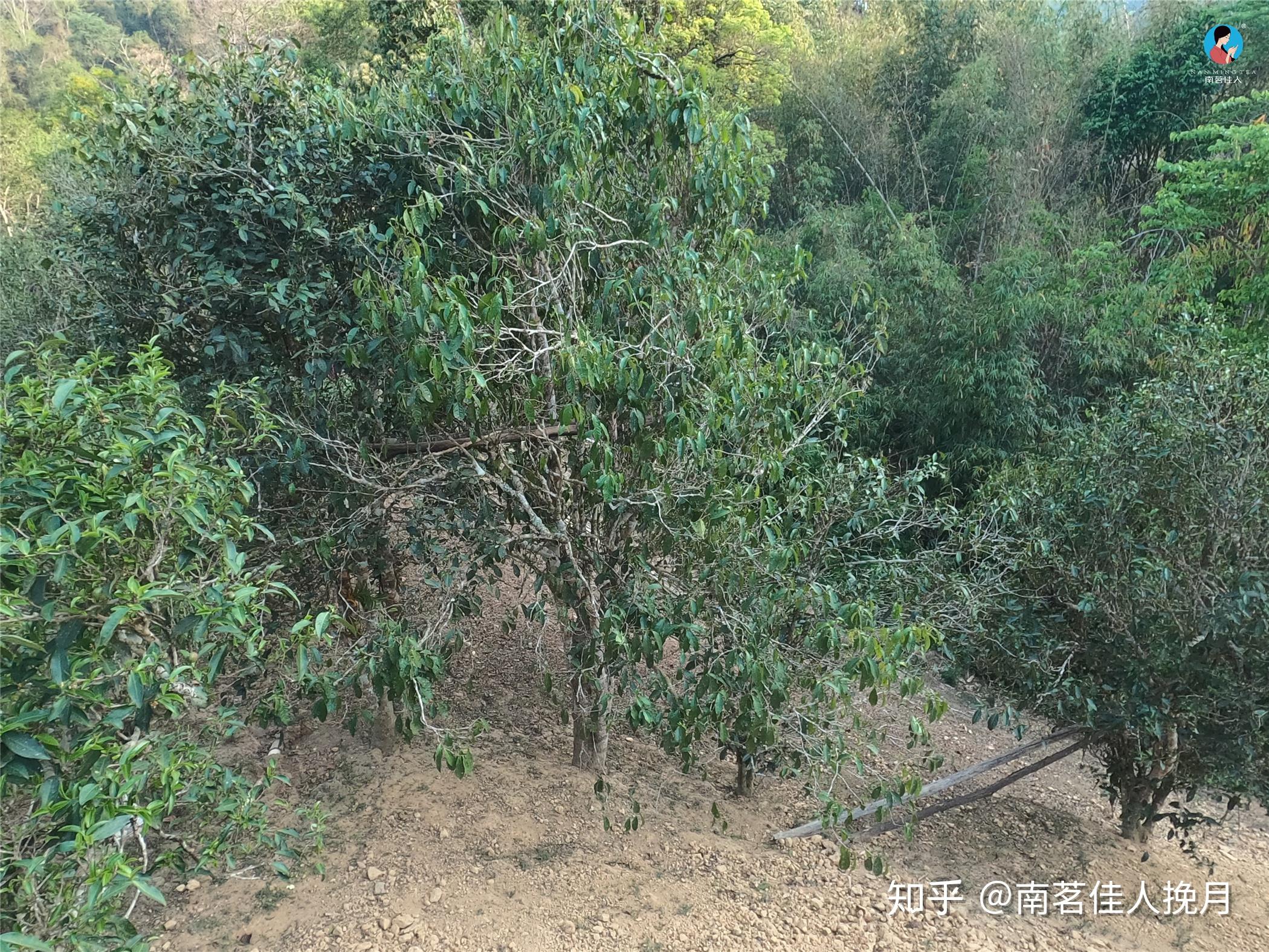 再访曼松品第一泡古树纯料且喝且珍惜