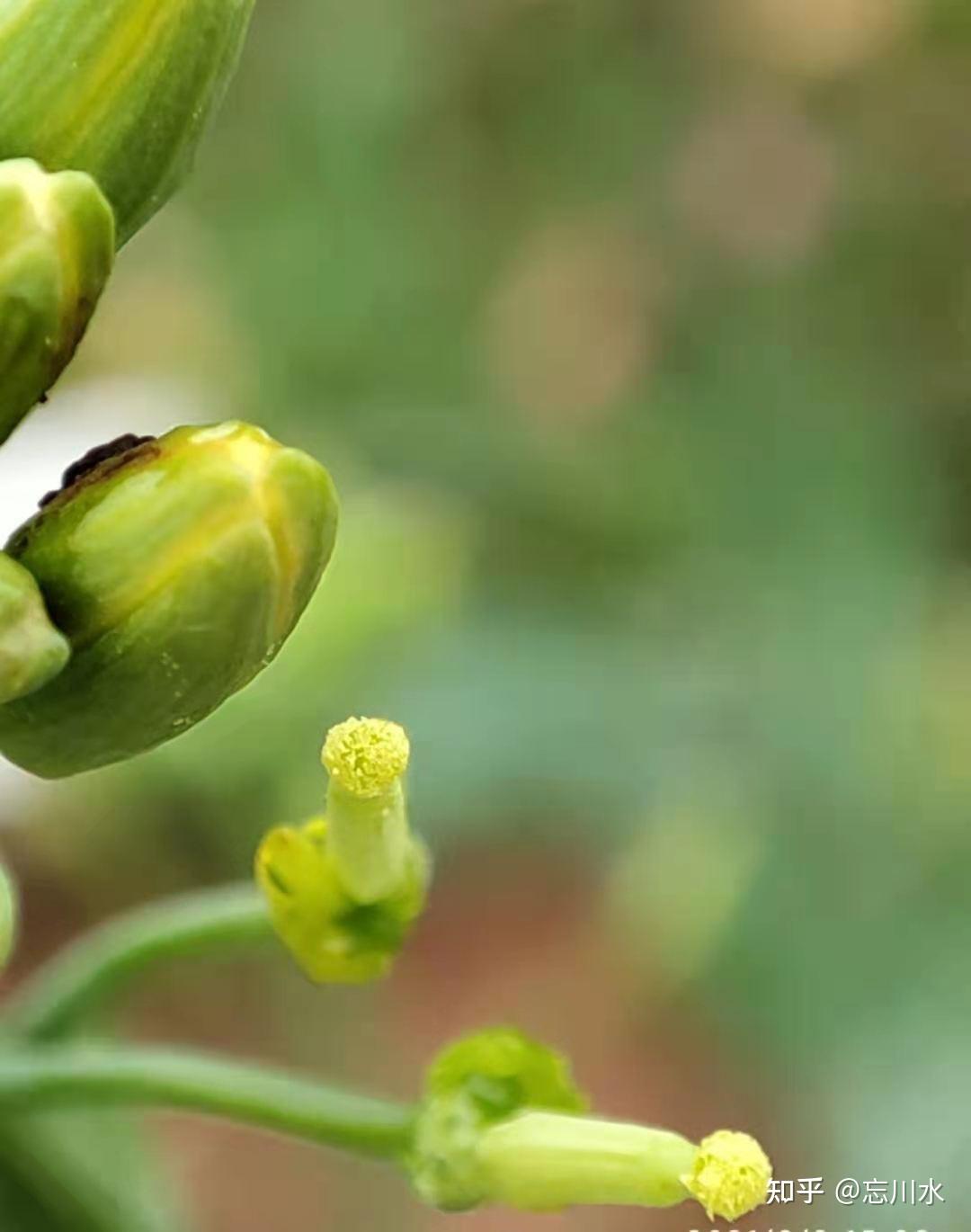 甘蓝型油菜花粉离体萌发试验