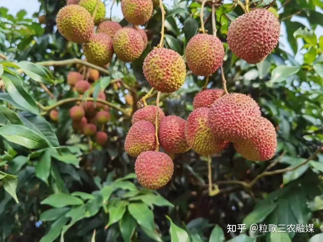 新洋丰 农资秀：增收十五万的“荔枝王”长啥样？新洋丰绿色种植王牌挑战赛在广州廉江打响！ - 知乎