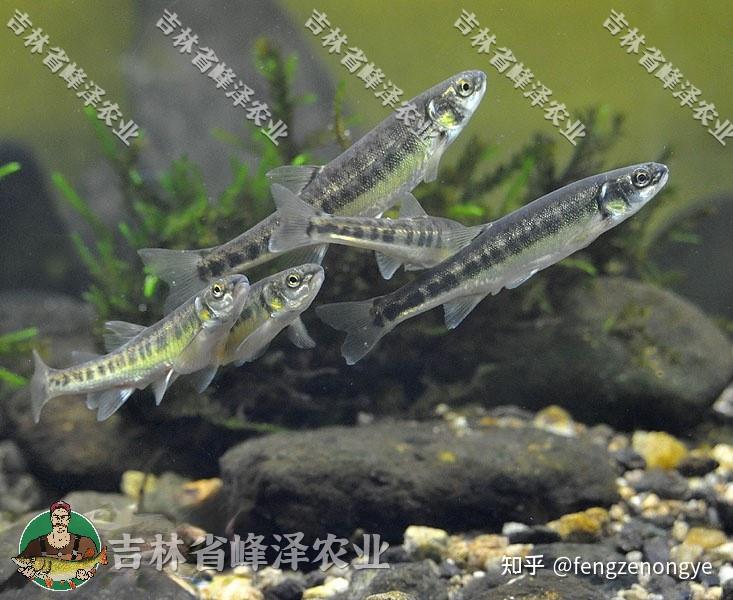 柳根鱼养殖基地，柳根鱼工厂化养殖，柳根鱼养殖条件和成本预算？ - 知乎