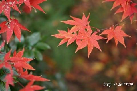 日本红葉的故事 知乎