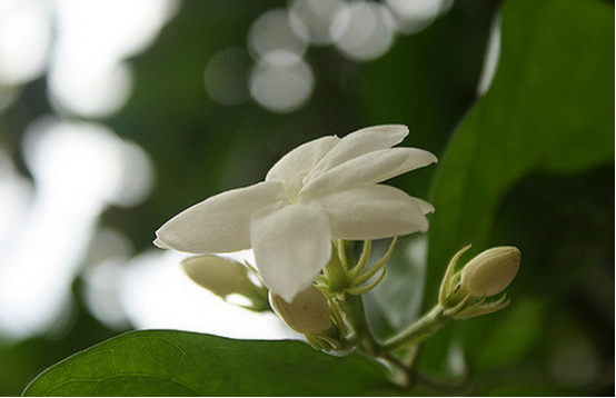 11.菲律賓國花:茉莉花▼和印度尼西亞一樣,菲律賓的國花也是茉莉.12.