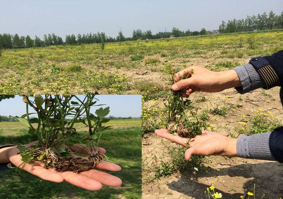 每亩;   2,种苗费用:一亩地需要种苗100斤,近几年猫爪草种苗持继上涨