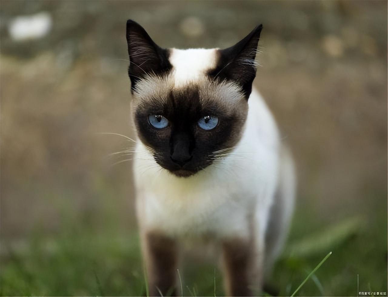 巴厘猫多少钱一只,巴厘猫价格 - 知乎