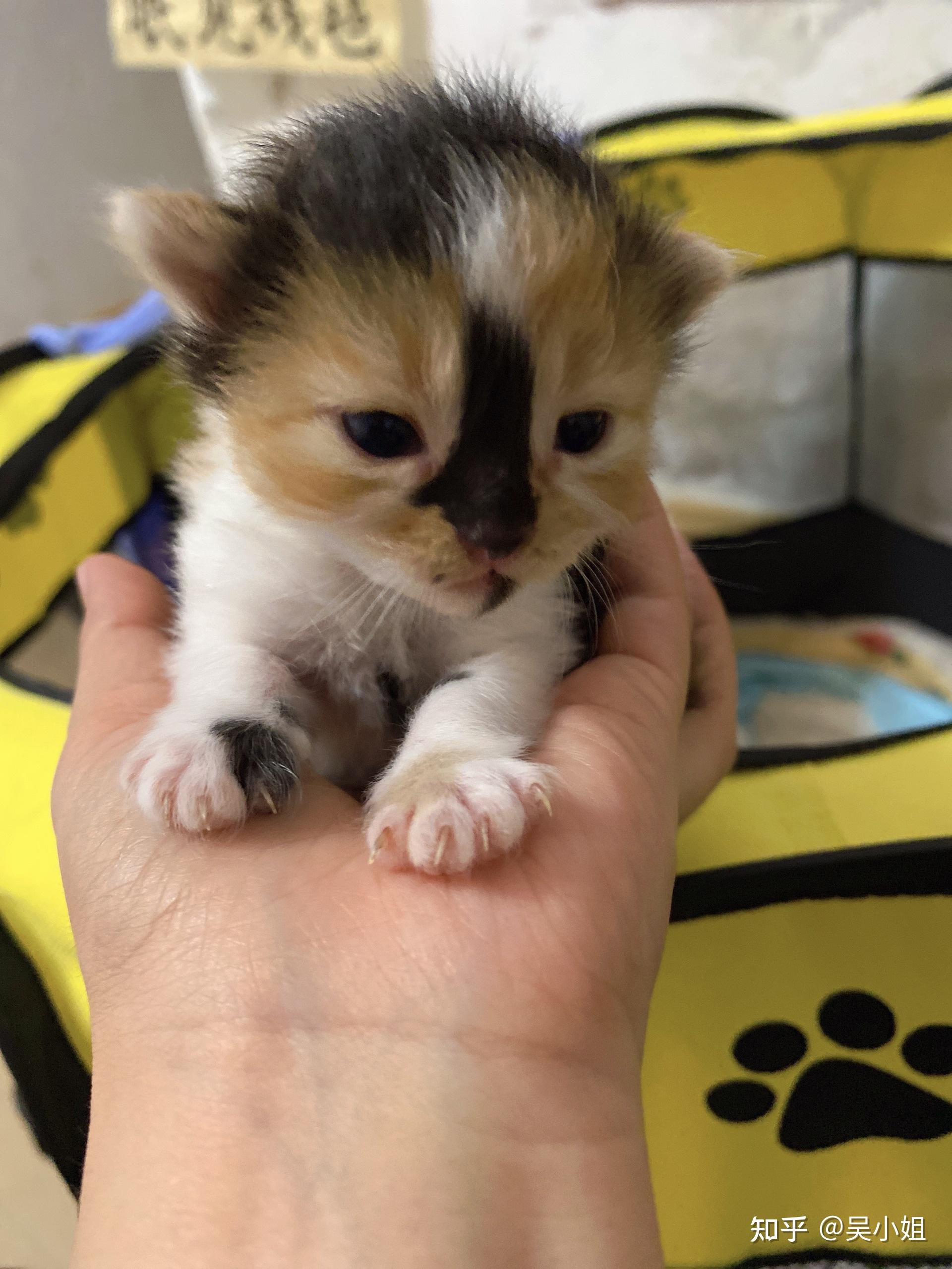三花英短自家爱猫生3只可遇不可求