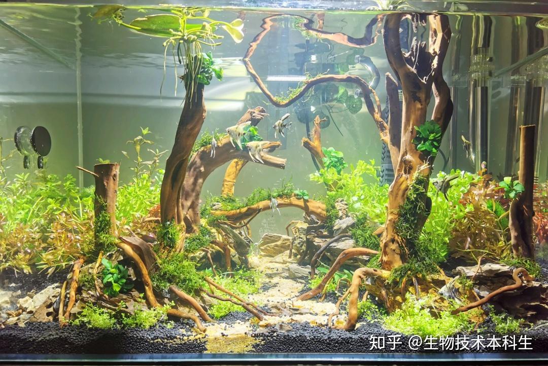 鱼缸造景思维导图丨中篇(万言详解)造景奥义 - 知乎