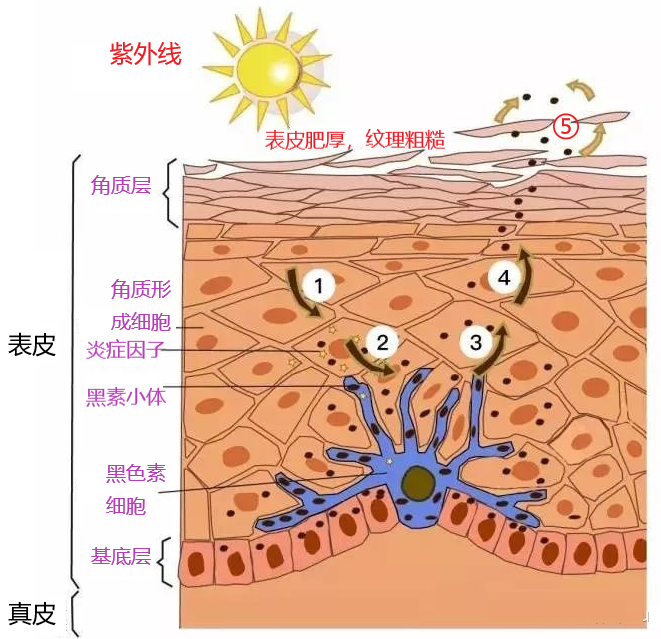 表皮中的细胞之--黑色素细胞 - 知乎