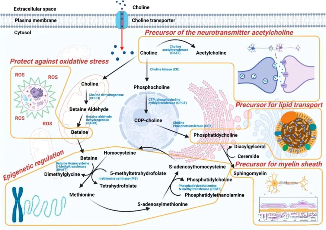 JAFC封面综述:胆碱生物可用度和利用 - 知乎