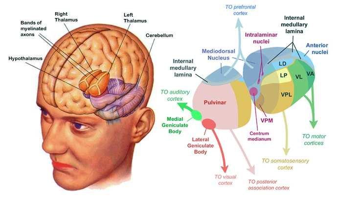 丘脑在大脑的位置图片图片