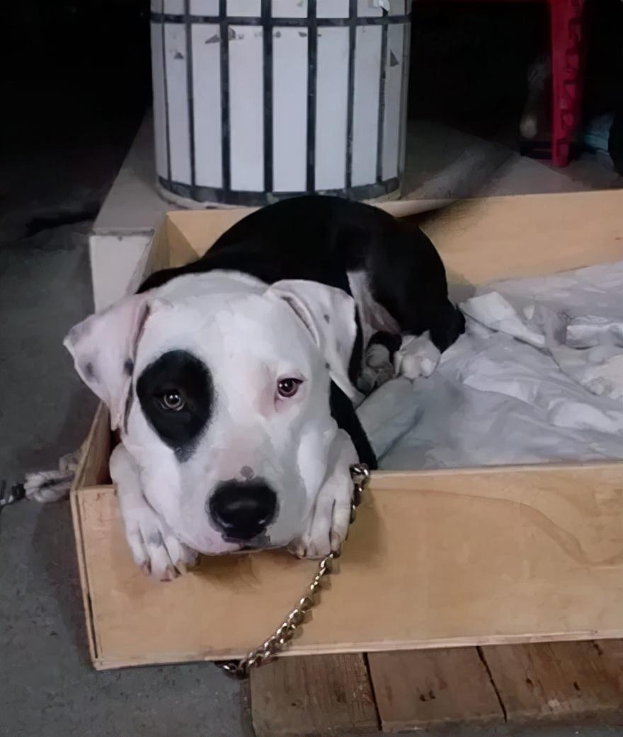 狗子刚出生就超特别网友这是被揍了一拳