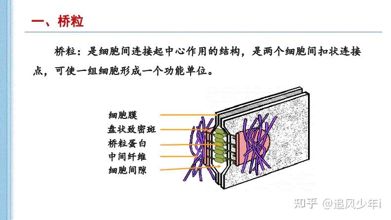细胞之间是什么作用力聚在一起形成有序的整体的? - 知乎