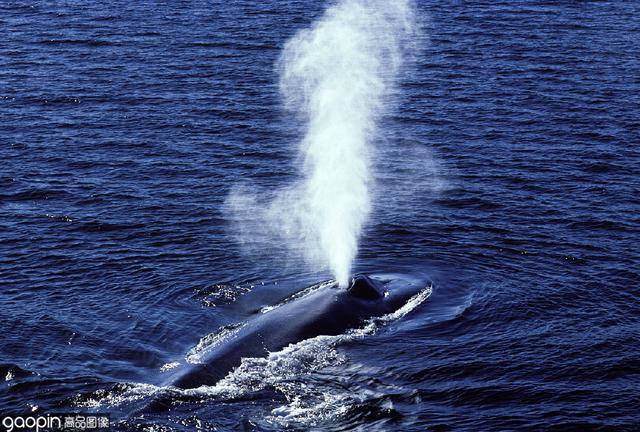 鲸鱼吐水图片 换气图片