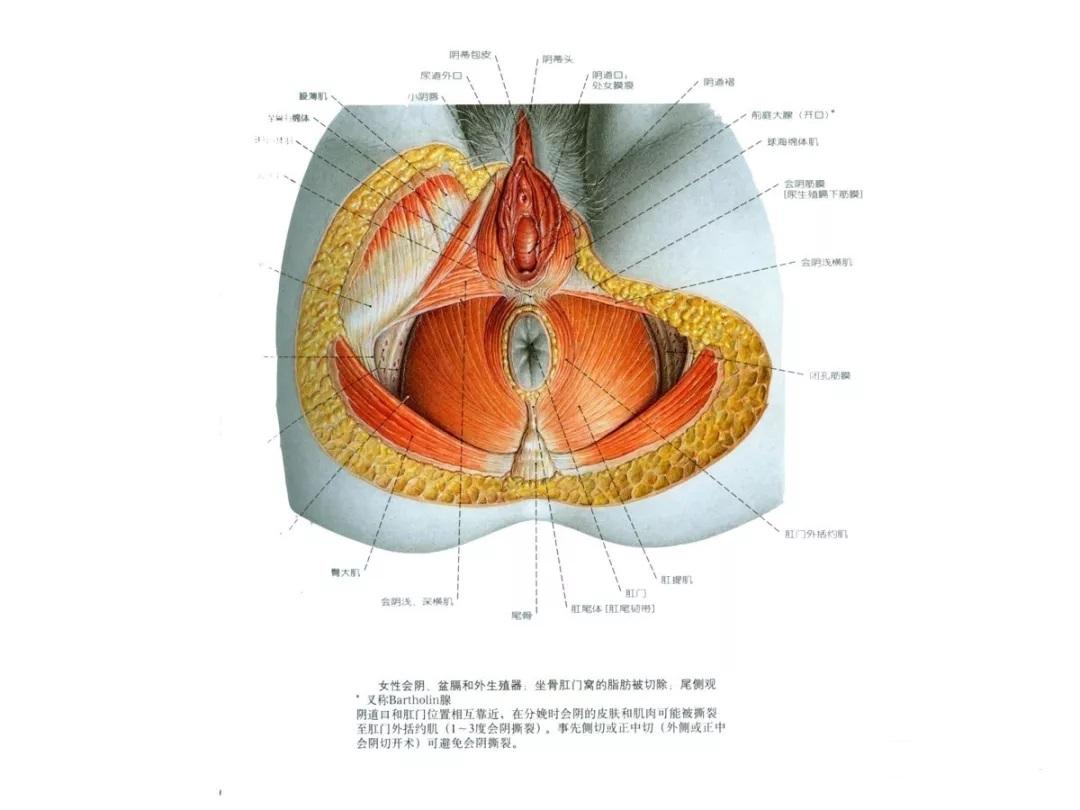 男女合体解剖图图片