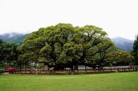 中国8大千年古树,最老一棵4000岁,世所罕见