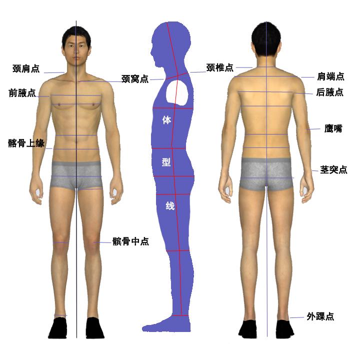 人体标准体型图片