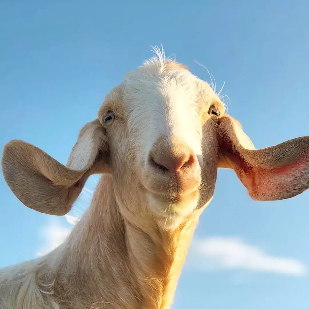 这里有猫咪和动物们最让人动容的故事和图片