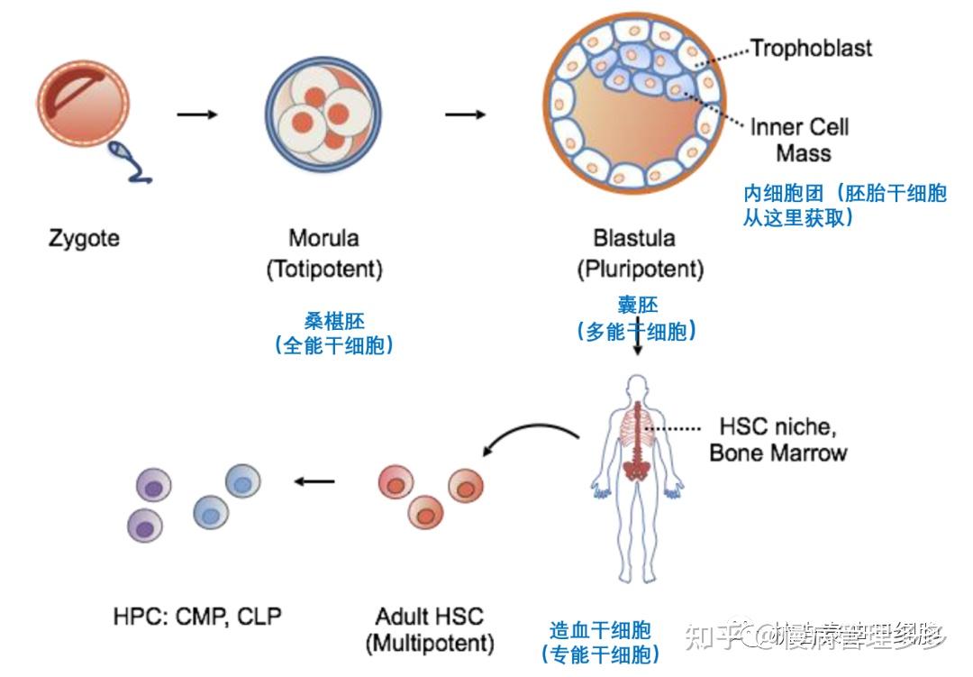 (一)按分化潜能分:全能干细胞,多能干细胞和专能干细胞