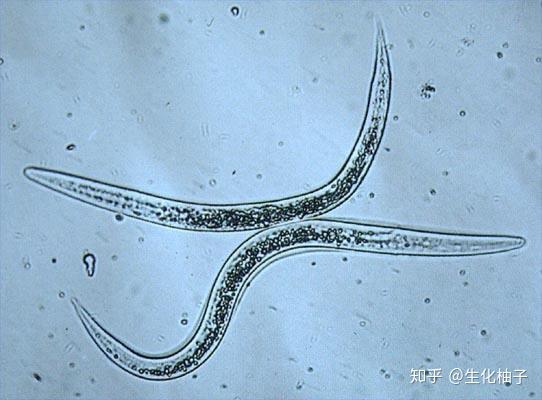 钩虫症状:一般感染蛔虫的幼宠症状较为明显,蛔虫幼虫移行到内脏会引起