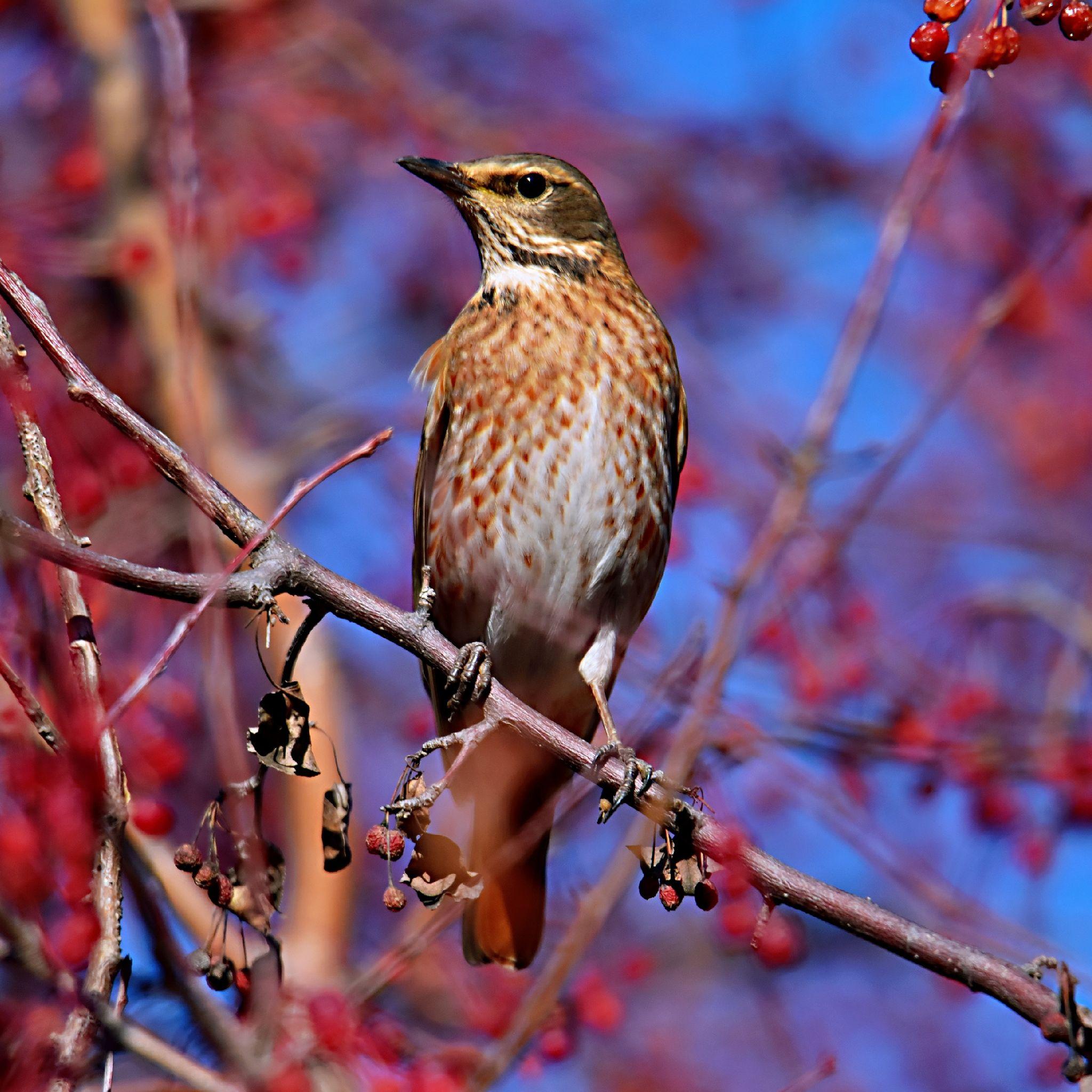 在长春公园拍摄到的红尾鸫