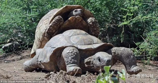 改装成其他种类除了死物,摄制组还把摄像头把摄像头伪装成一坨移动的