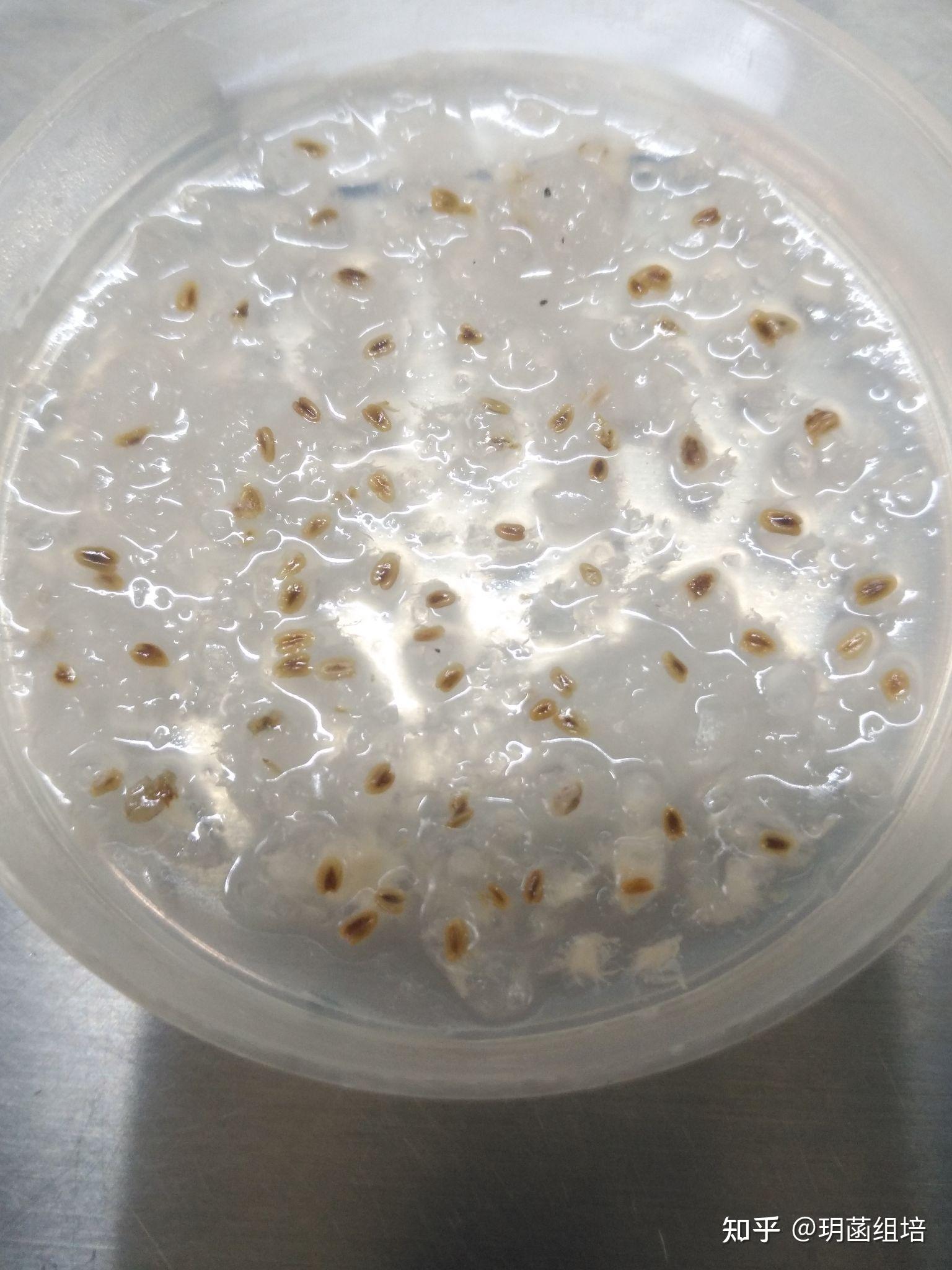 草莓花药离体培养中形态 - 知乎