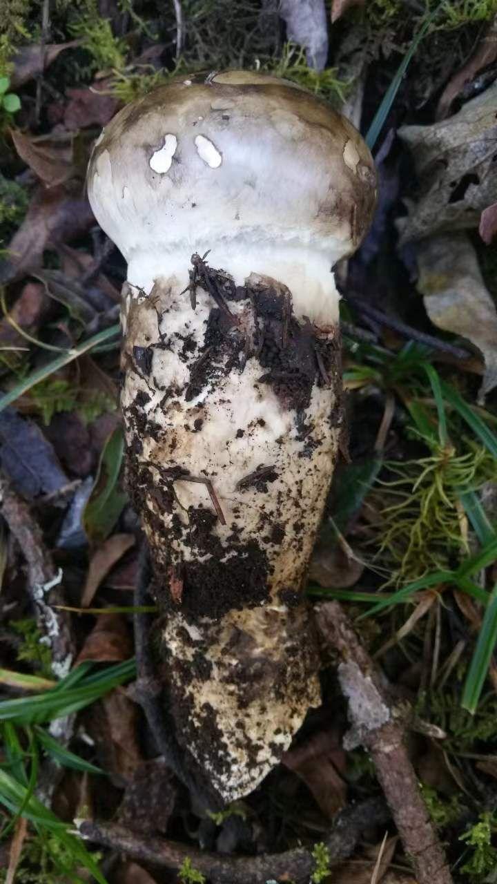 山野藏珍馐——老人头菌