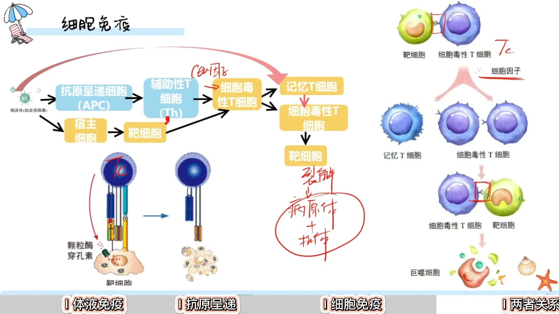 生物选一:免疫系统