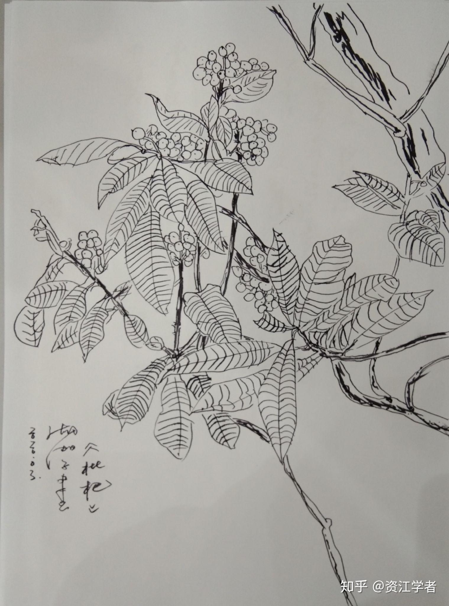 绘画工笔丶枇杷