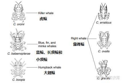 「知乎知识库」— 鲸虱
