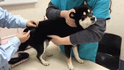动图封面