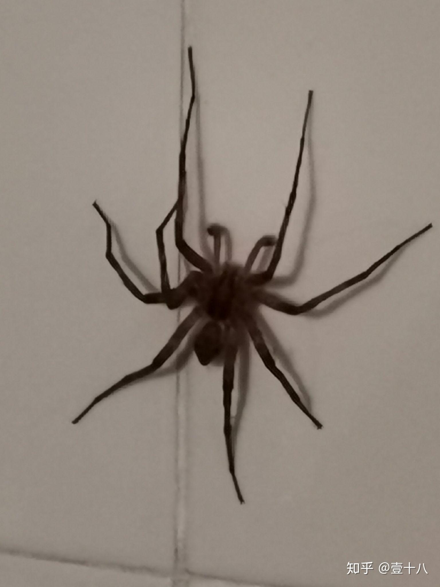 求助这是什么蜘蛛坐标上海