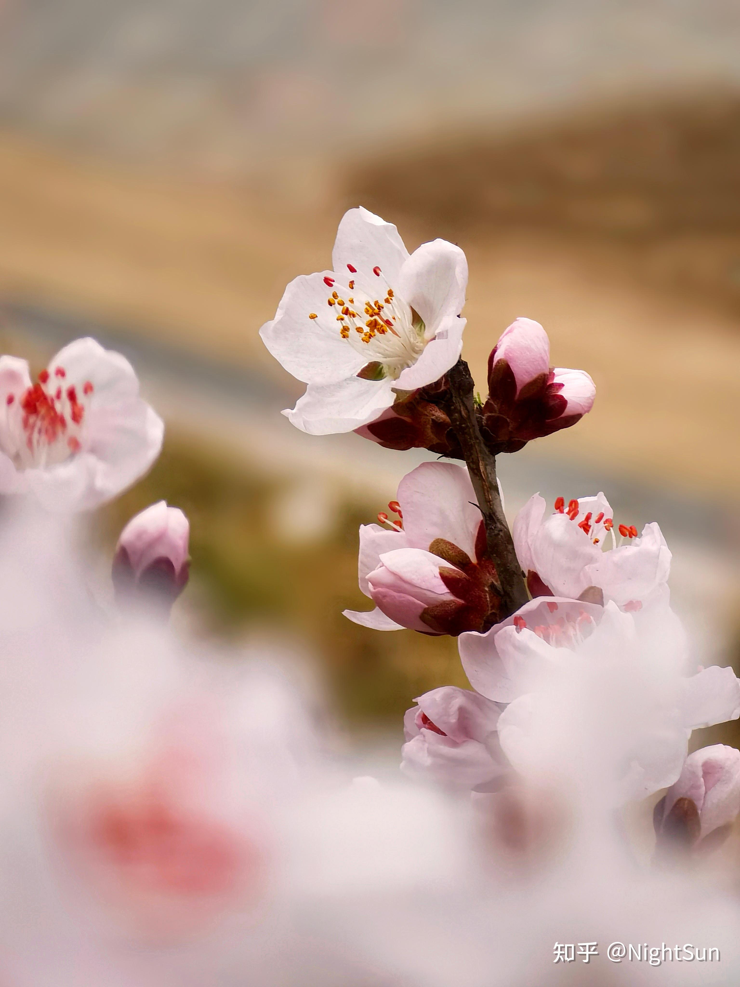 可以分享一下你用长焦镜头拍的照片吗? - 知乎