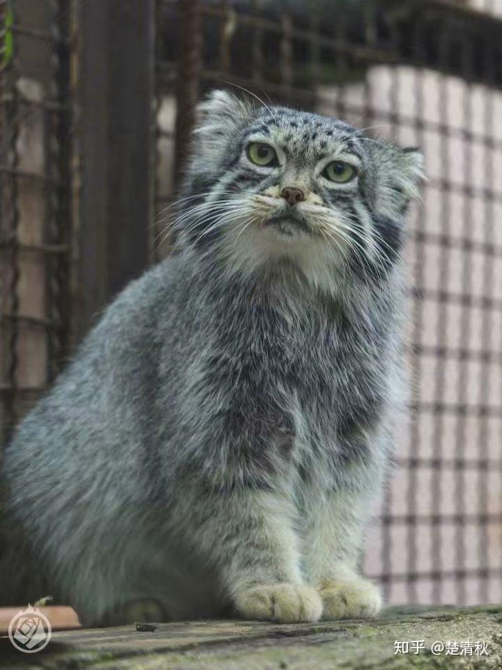 pallas cat! 狲爷在此
