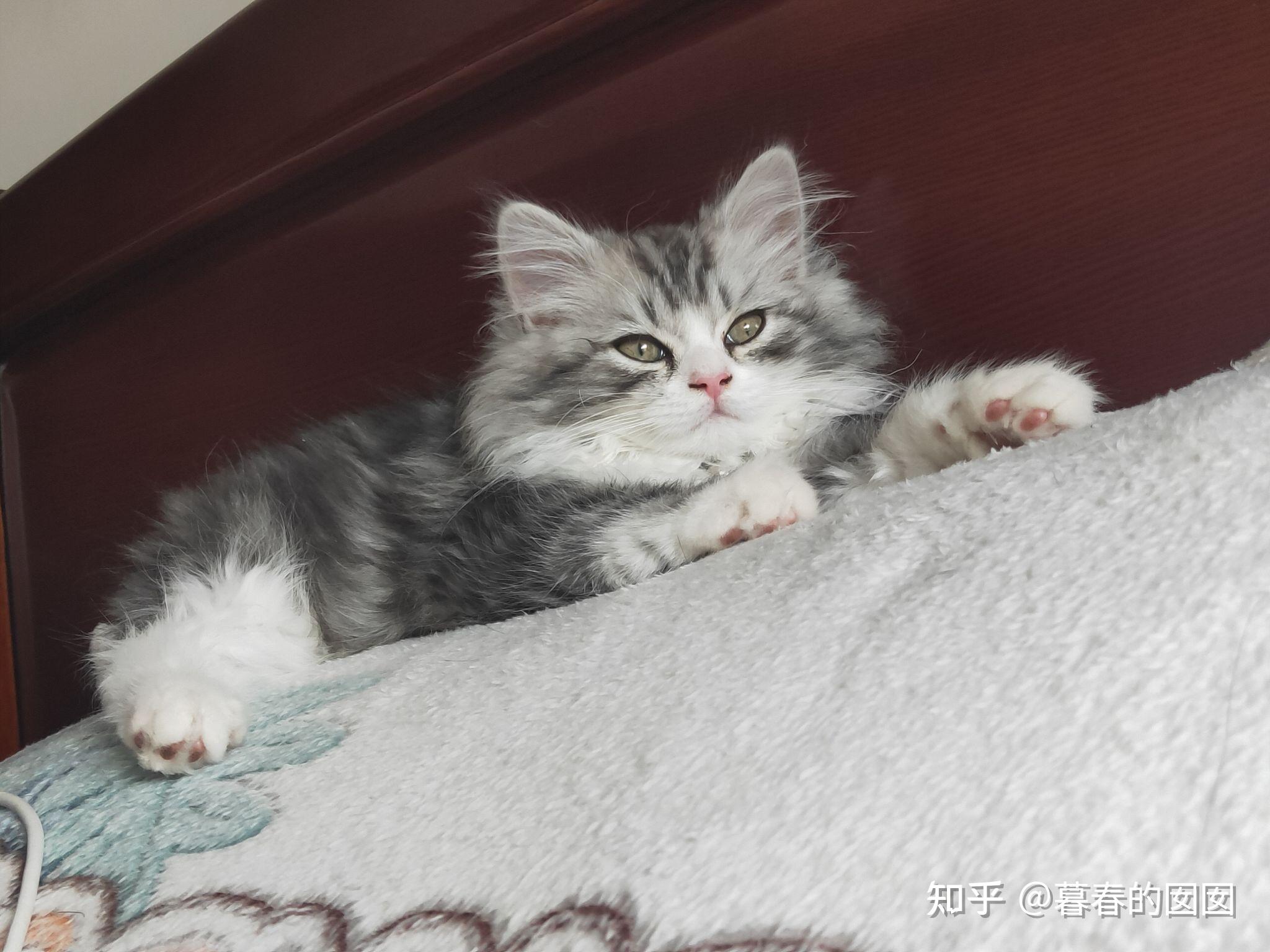 美短返祖长毛猫有人买吗