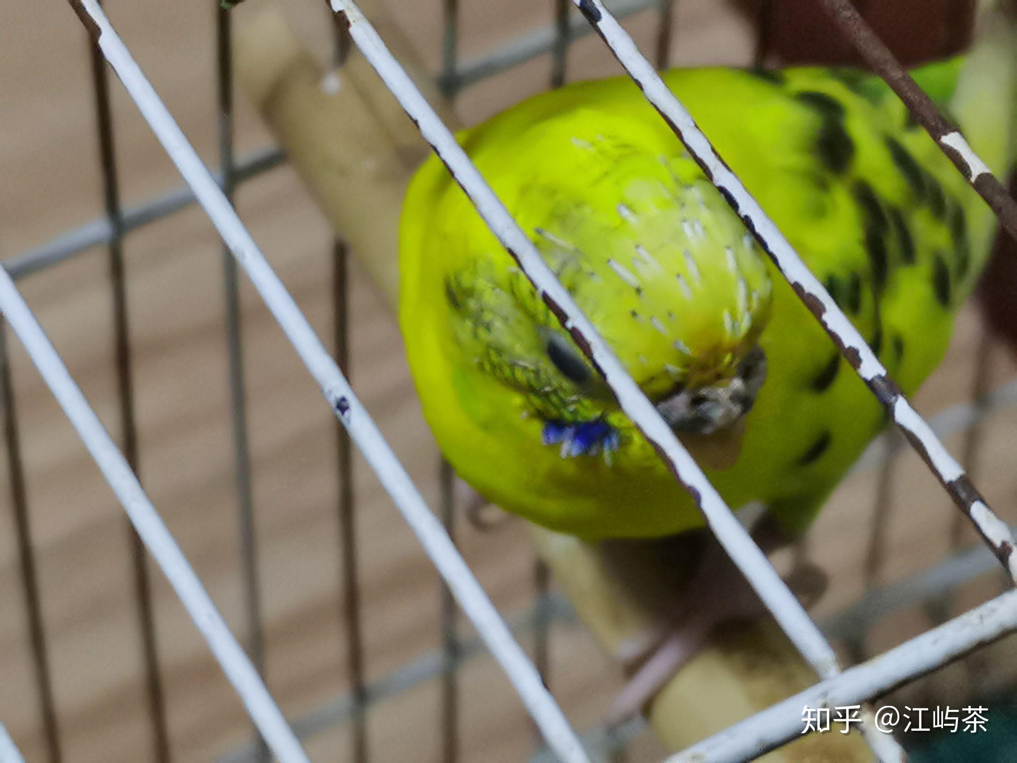 鹦鹉头上的是什么