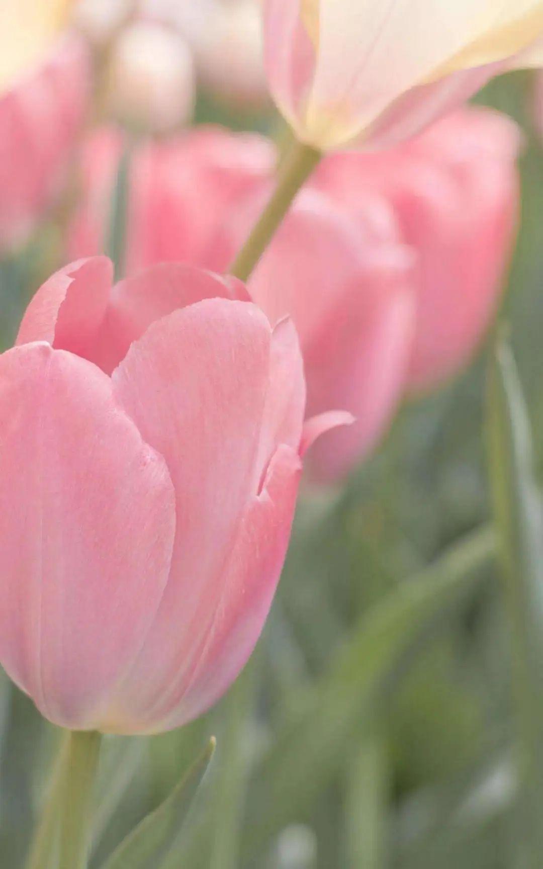 朋友圈背景图郁金香系列