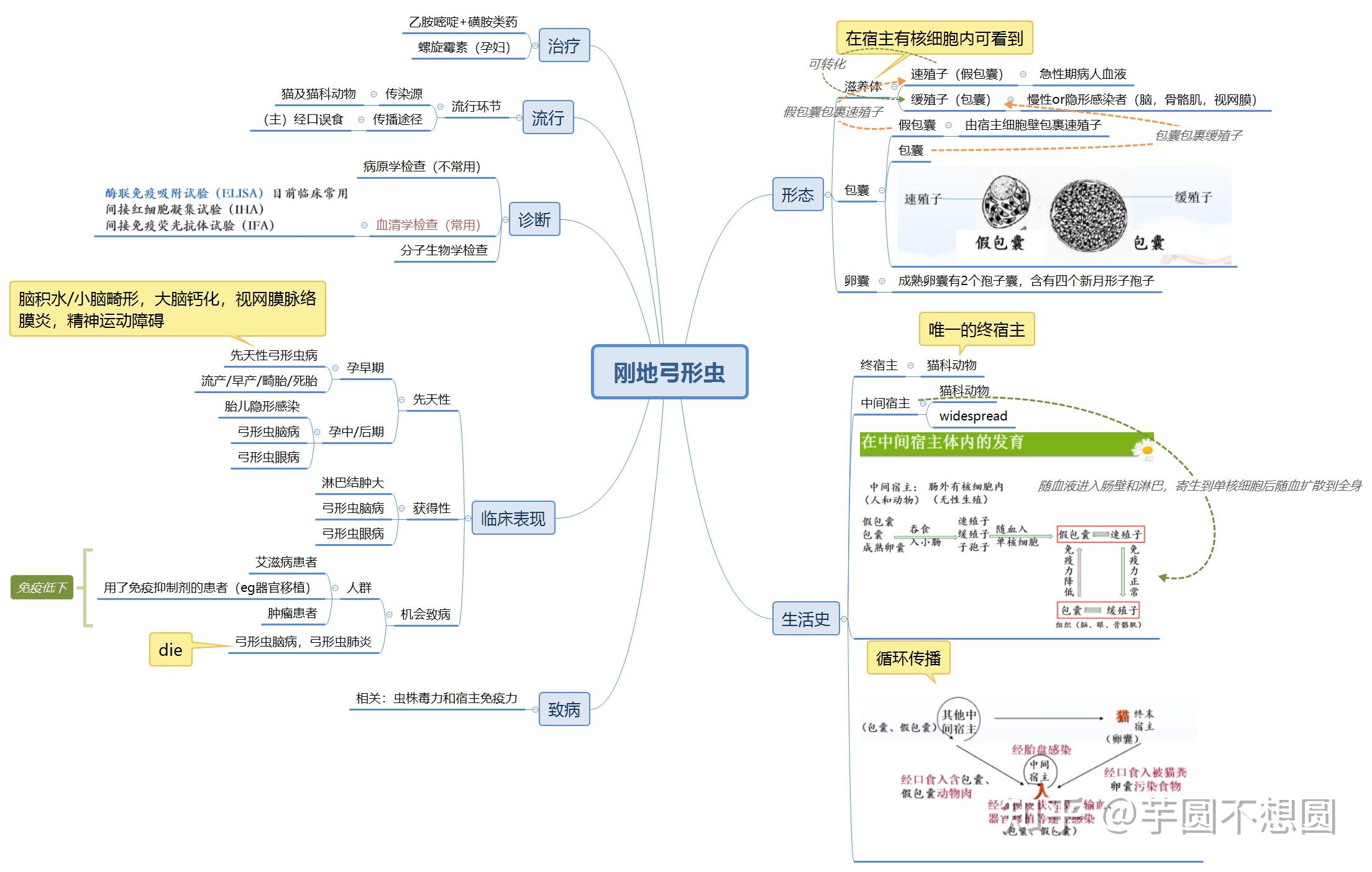 吸虫,绦虫的思维导图图片