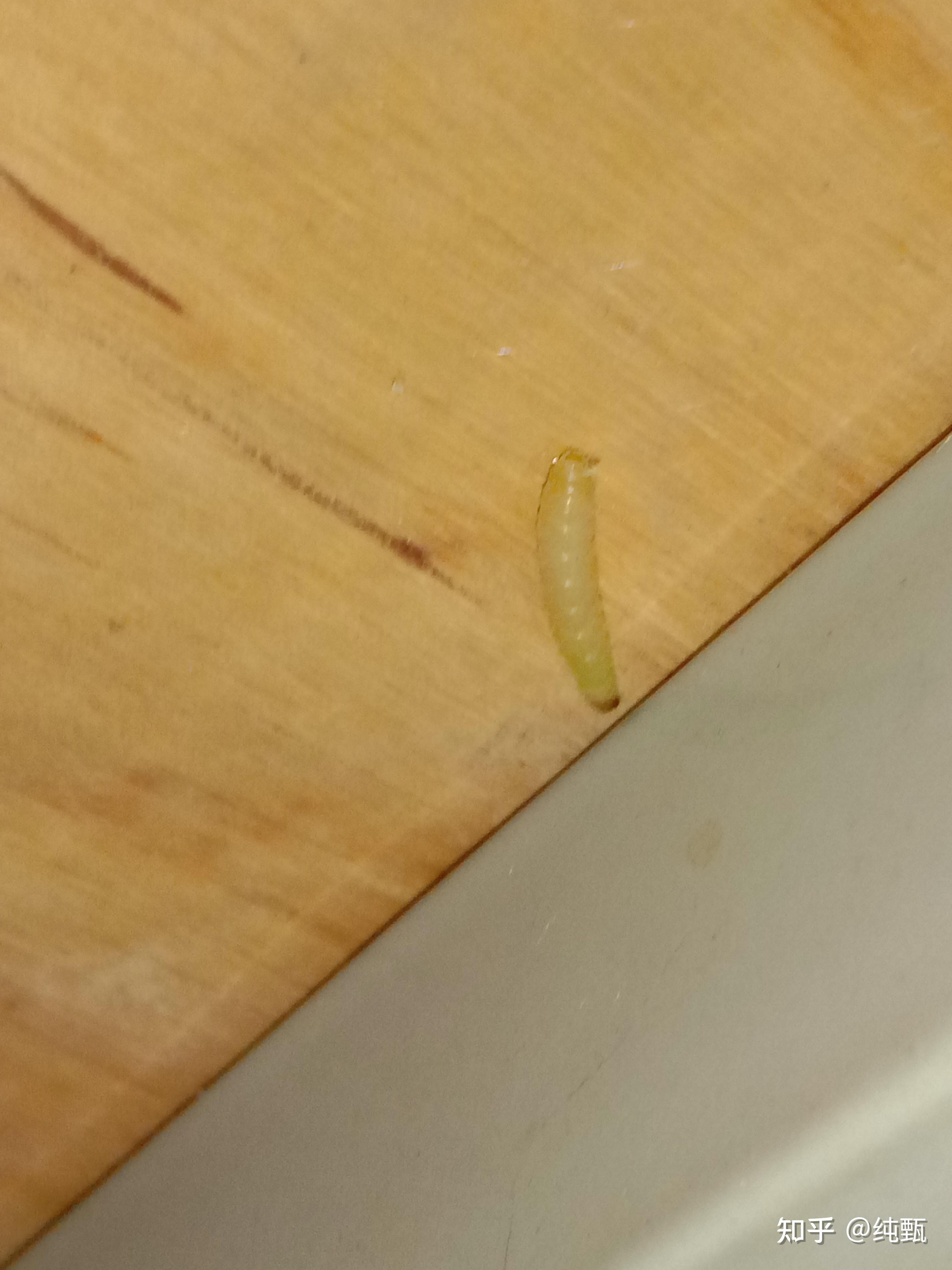 广大的知乎网友们,宿舍床板下面有这种白色的小虫子怎么去除啊⊙﹏