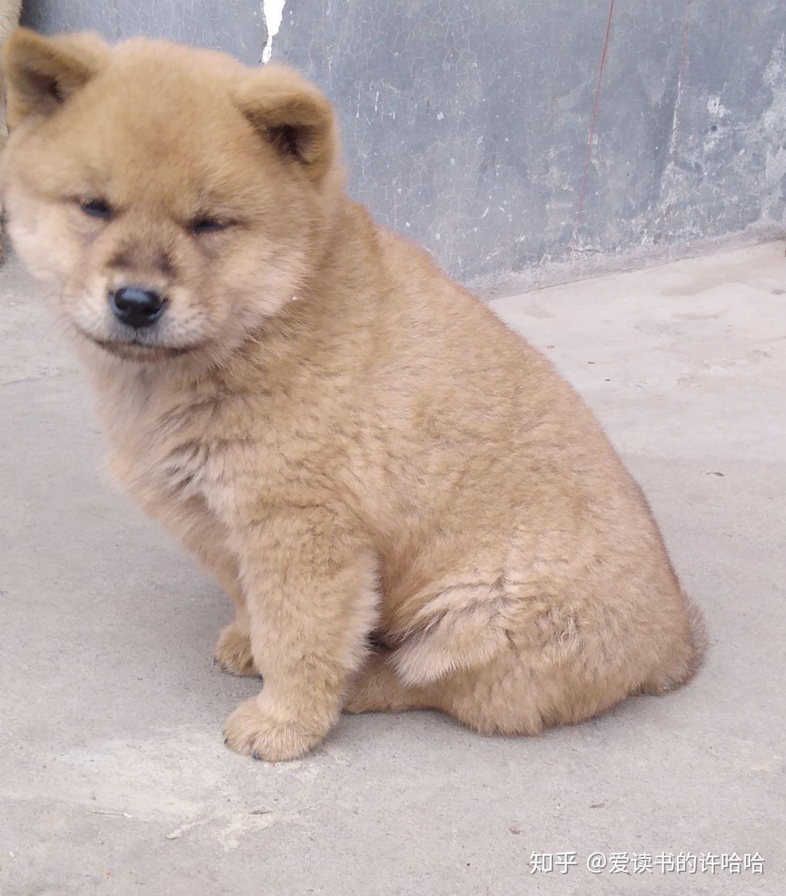 中国田园犬到底有多可爱