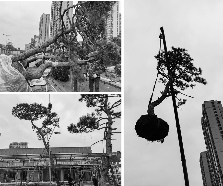 六大创新植物设计案例,编织都市生态空间新纪元 | 栖地设计 - 知乎