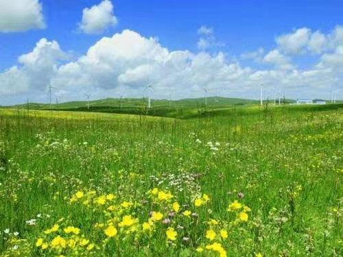 黄花甸上的紫衣女人