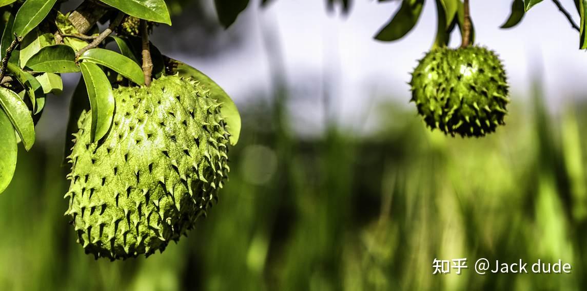 番荔枝:Soursop - 知乎