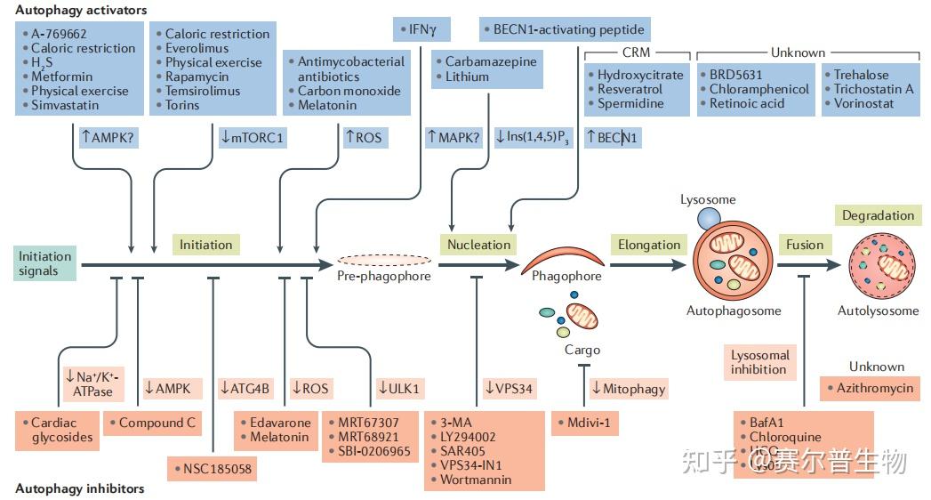 细胞自噬看这篇发生机制检测方法研究思路看完全明白